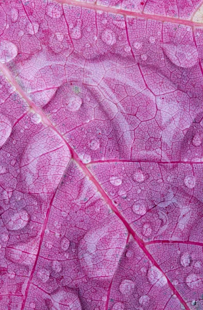 Canada, Quebec, Rain water on red maple leaf